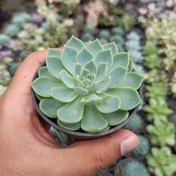 Echeveria Secunda, real gallery image #8 plants. Picture taken directly from kaktus.id community Echeveria farmer green houses.