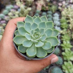 Echeveria Secunda, real gallery image #9 plants. Picture taken directly from kaktus.id community Echeveria farmer green houses.