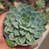 Echeveria Secunda, real feature image plant. Picture taken directly from kaktus.id community Echeveria farmer green houses.