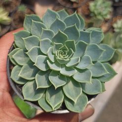 Echeveria Secunda, real feature image plant. Picture taken directly from kaktus.id community Echeveria farmer green houses.