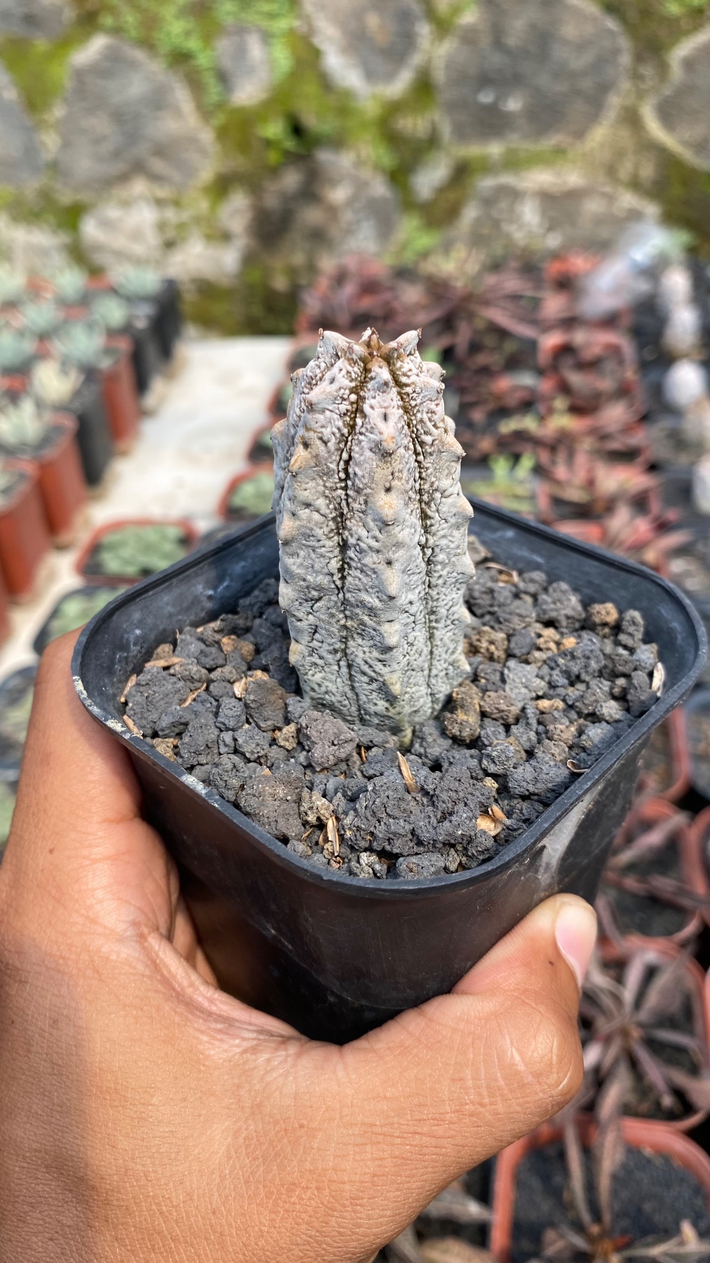 Euphorbia Abdelcuri, real gallery image #1 plants. Picture taken directly from kaktus.id community Euphorbia farmer green houses.
