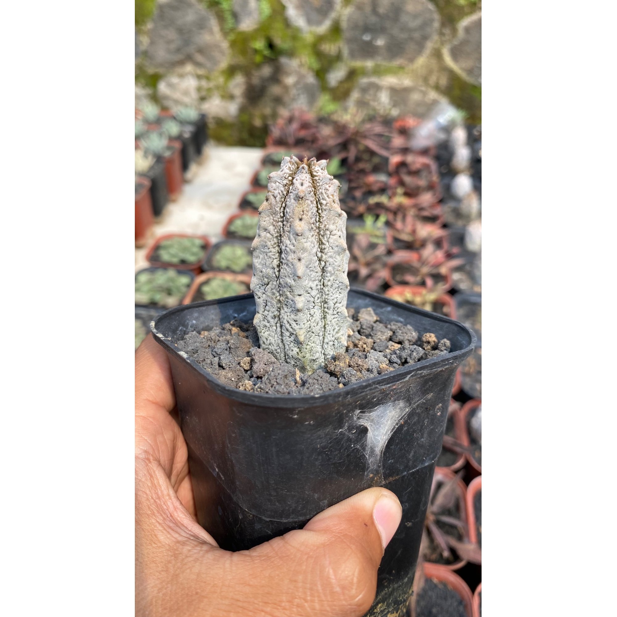 Euphorbia Abdelcuri, real feature image plant. Picture taken directly from kaktus.id community Euphorbia farmer green houses.