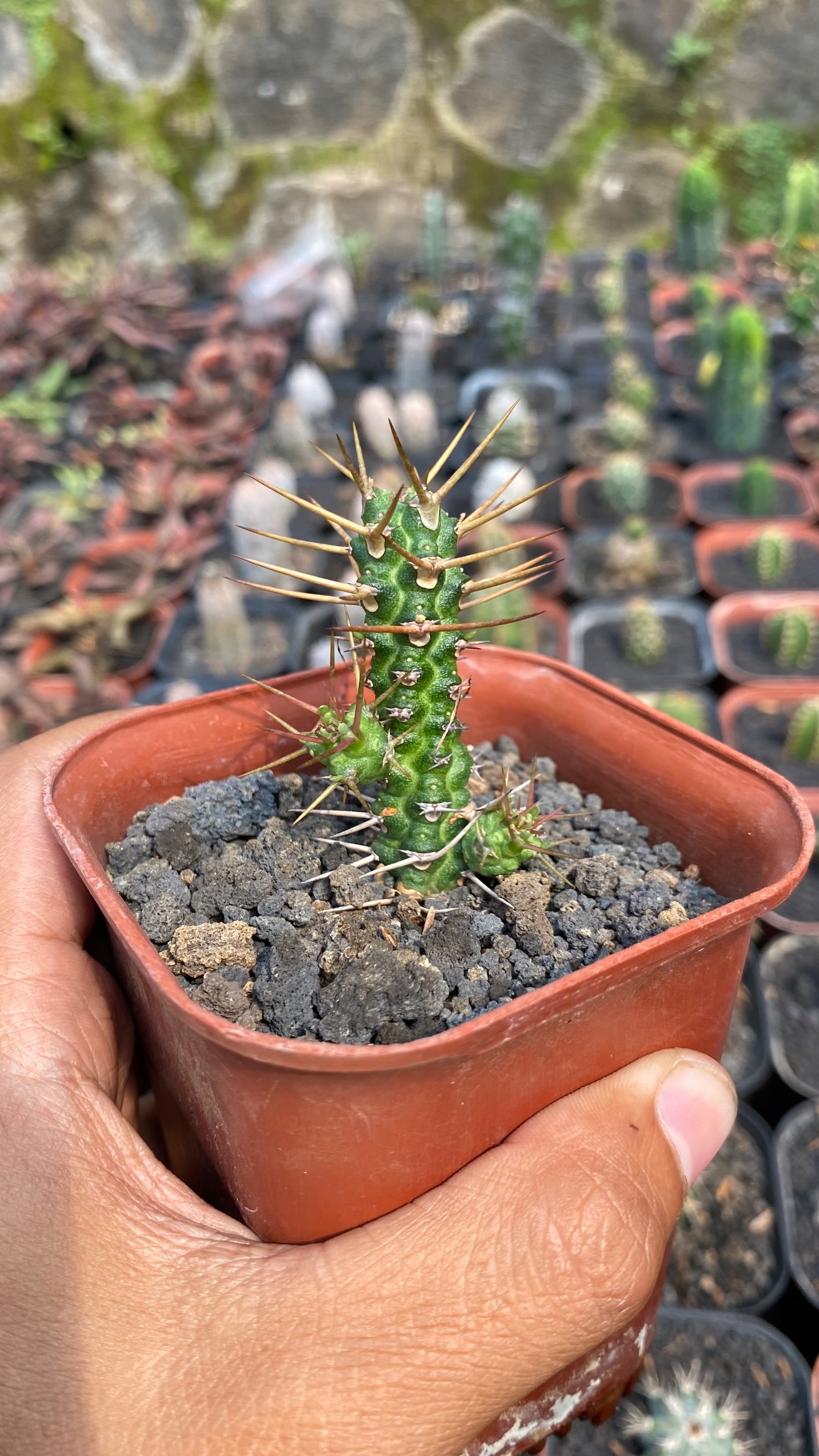 Euphorbia Ellenbecky, real gallery image #1 plants. Picture taken directly from kaktus.id community Euphorbia farmer green houses.
