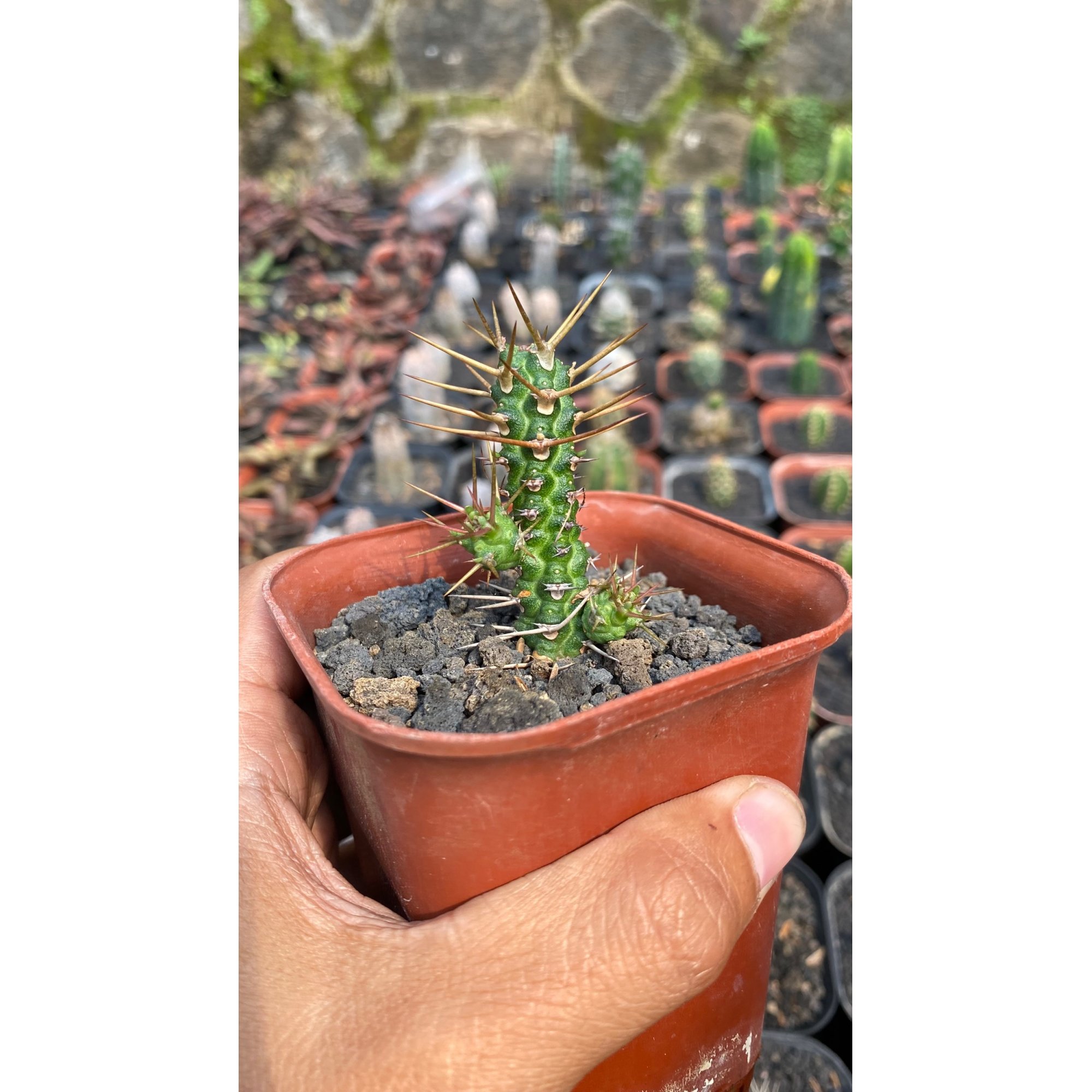 Euphorbia Ellenbecky, real feature image plant. Picture taken directly from kaktus.id community Euphorbia farmer green houses.