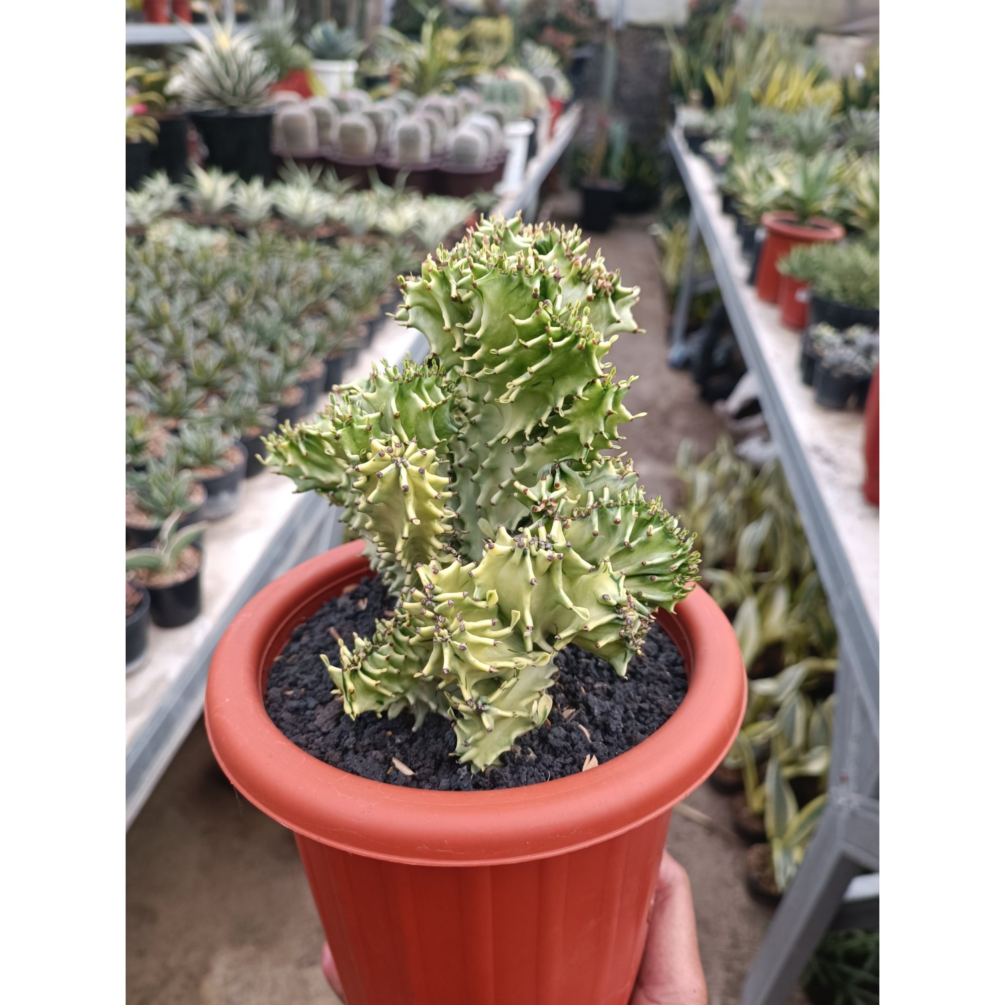 Euphorbia Ingen Cristata Variegated, real feature image plant. Picture taken directly from kaktus.id community Euphorbia farmer green houses.