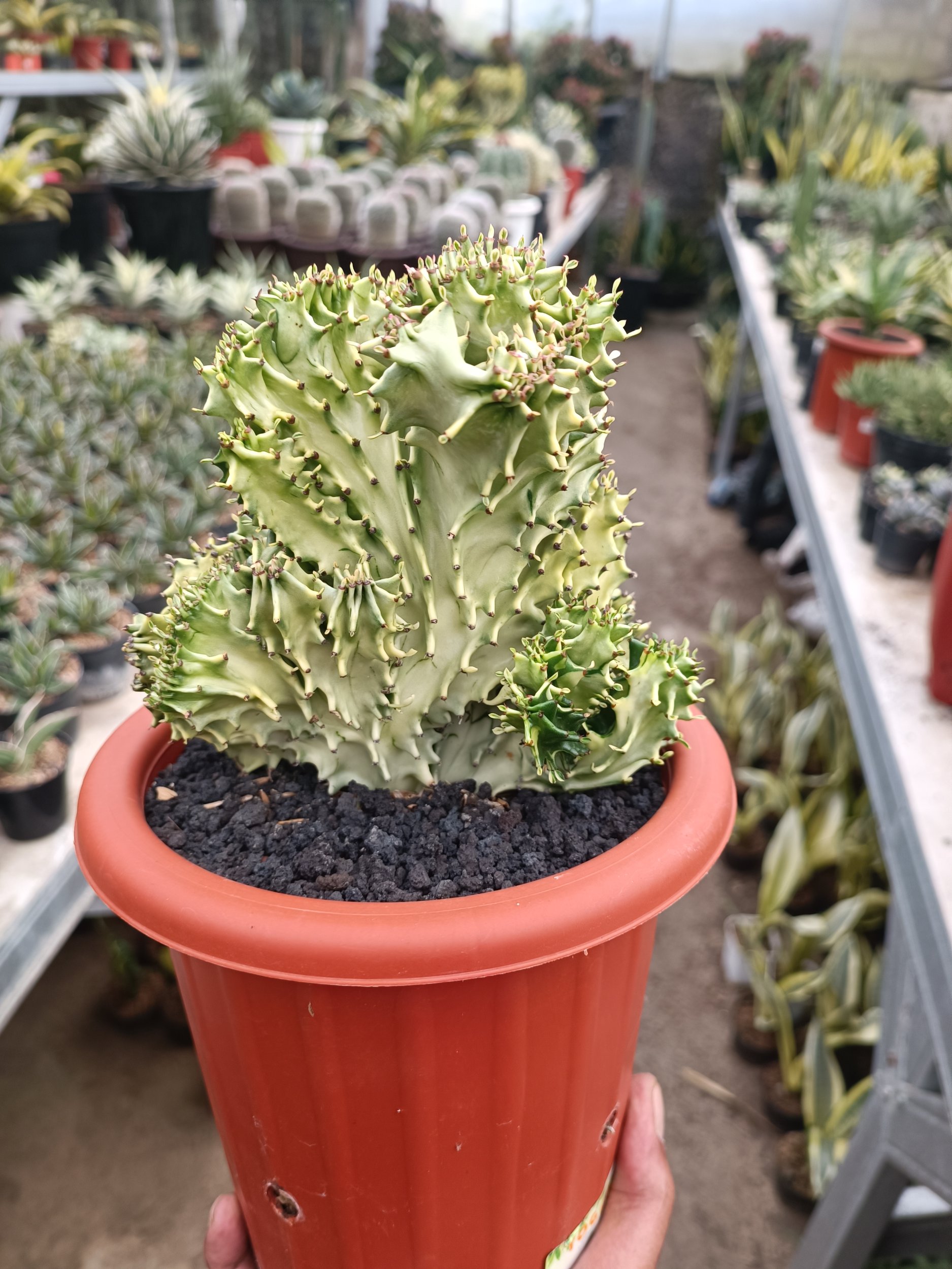 Euphorbia Ingen Cristata Variegated, real gallery image #1 plants. Picture taken directly from kaktus.id community Euphorbia farmer green houses.