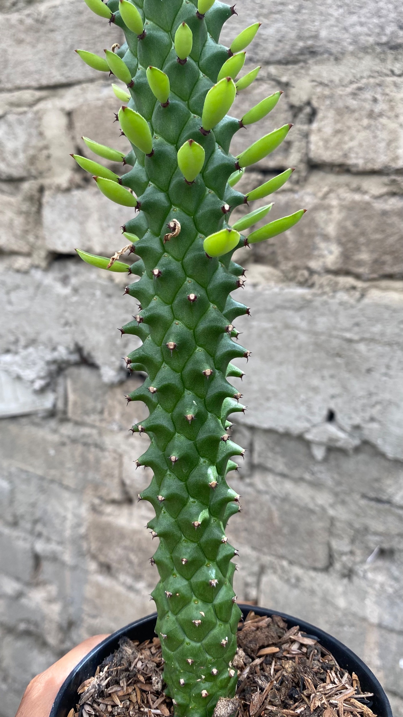 Euphorbia Monadenium Guentheri, real gallery image #1 plants. Picture taken directly from kaktus.id community Euphorbia farmer green houses.