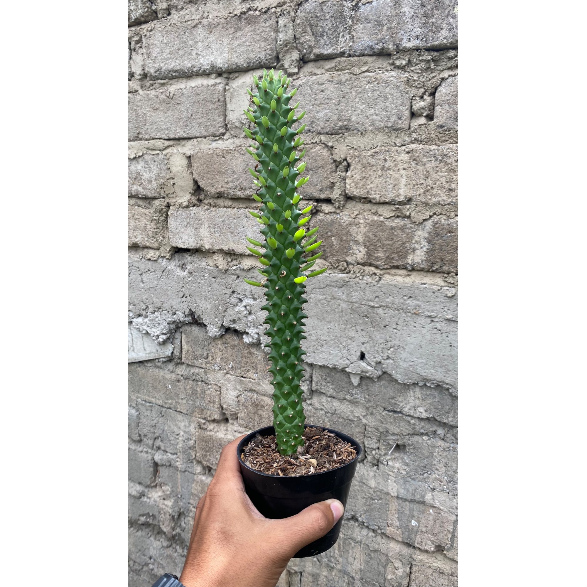 Euphorbia Monadenium Guentheri, real feature image plant. Picture taken directly from kaktus.id community Euphorbia farmer green houses.