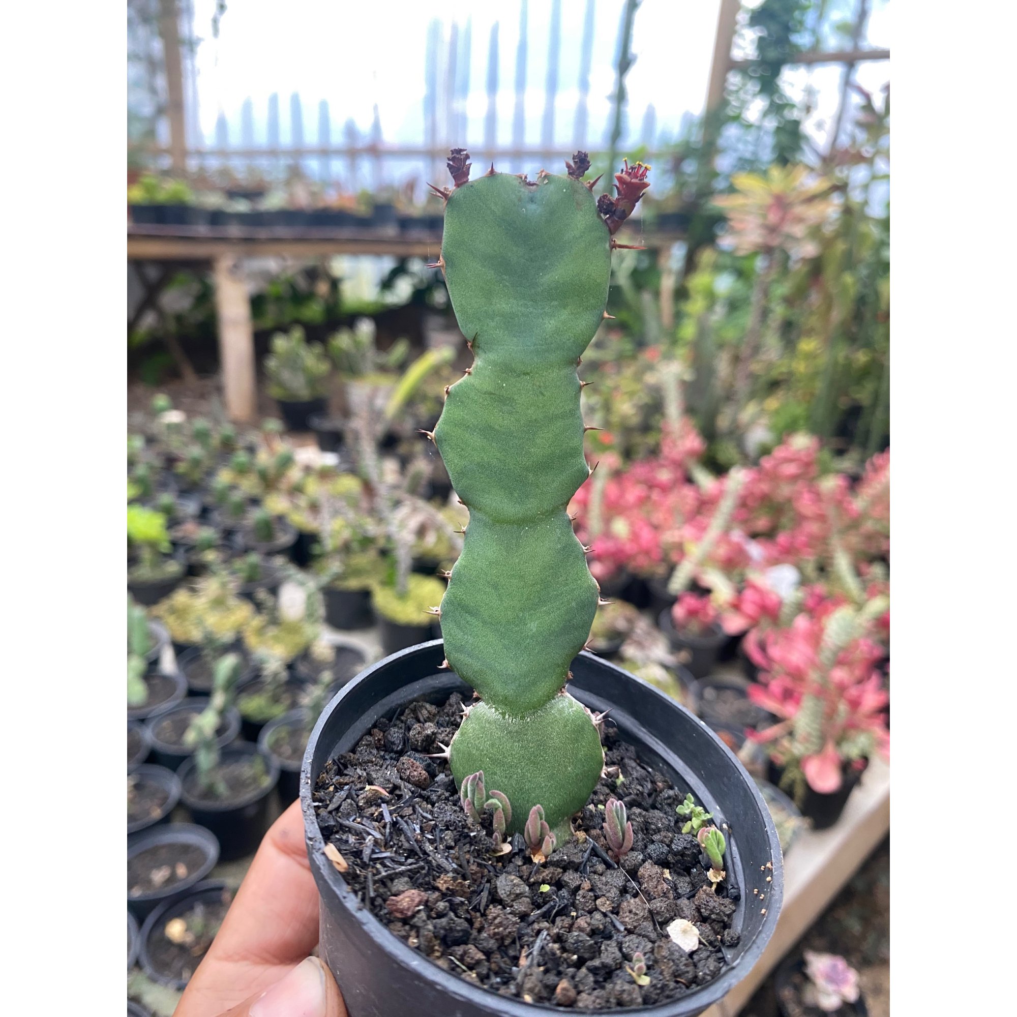 Euphorbia Opuntoides, real feature image plant. Picture taken directly from kaktus.id community Euphorbia farmer green houses.