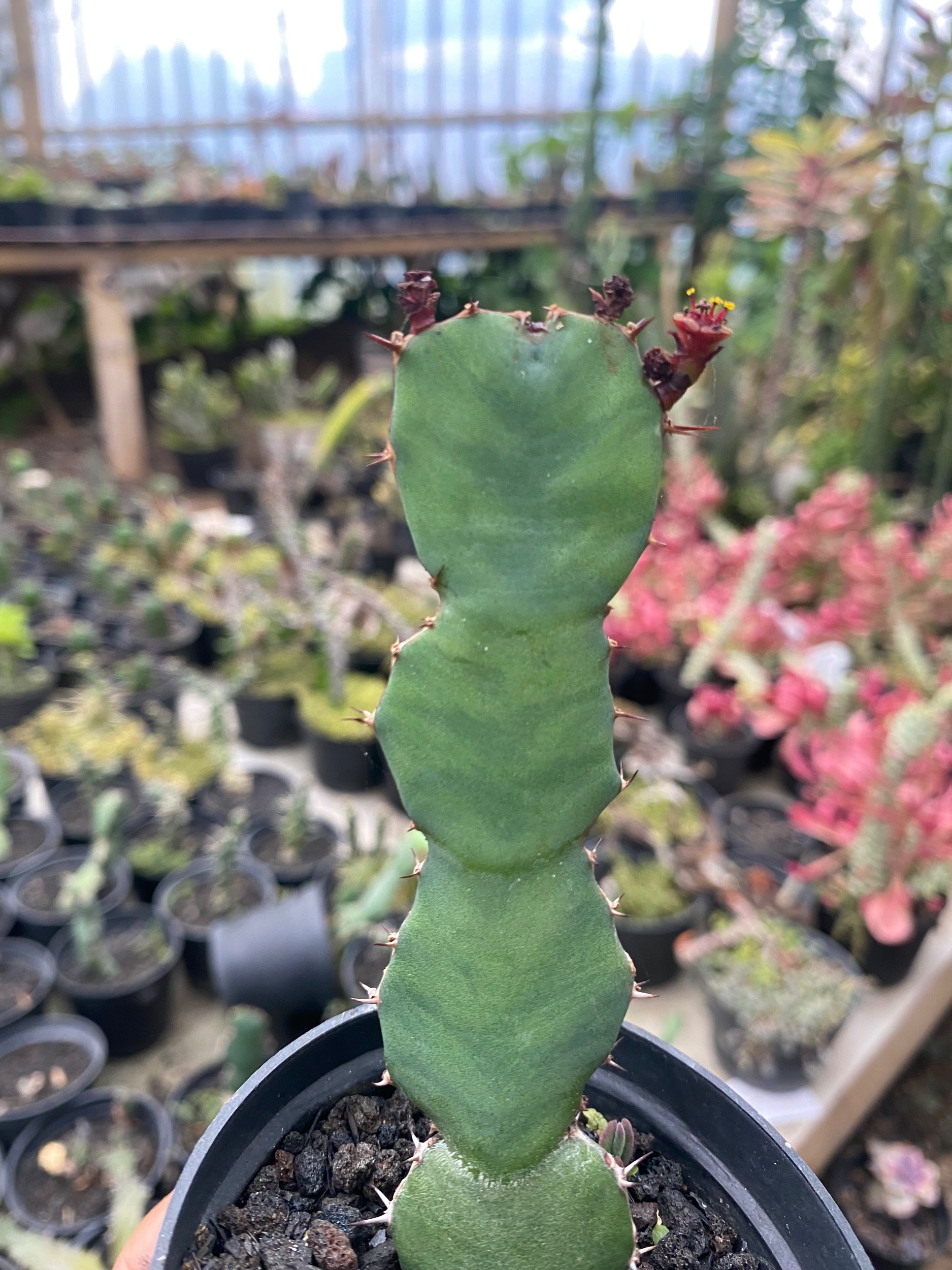 Euphorbia Opuntoides, real gallery image #1 plants. Picture taken directly from kaktus.id community Euphorbia farmer green houses.