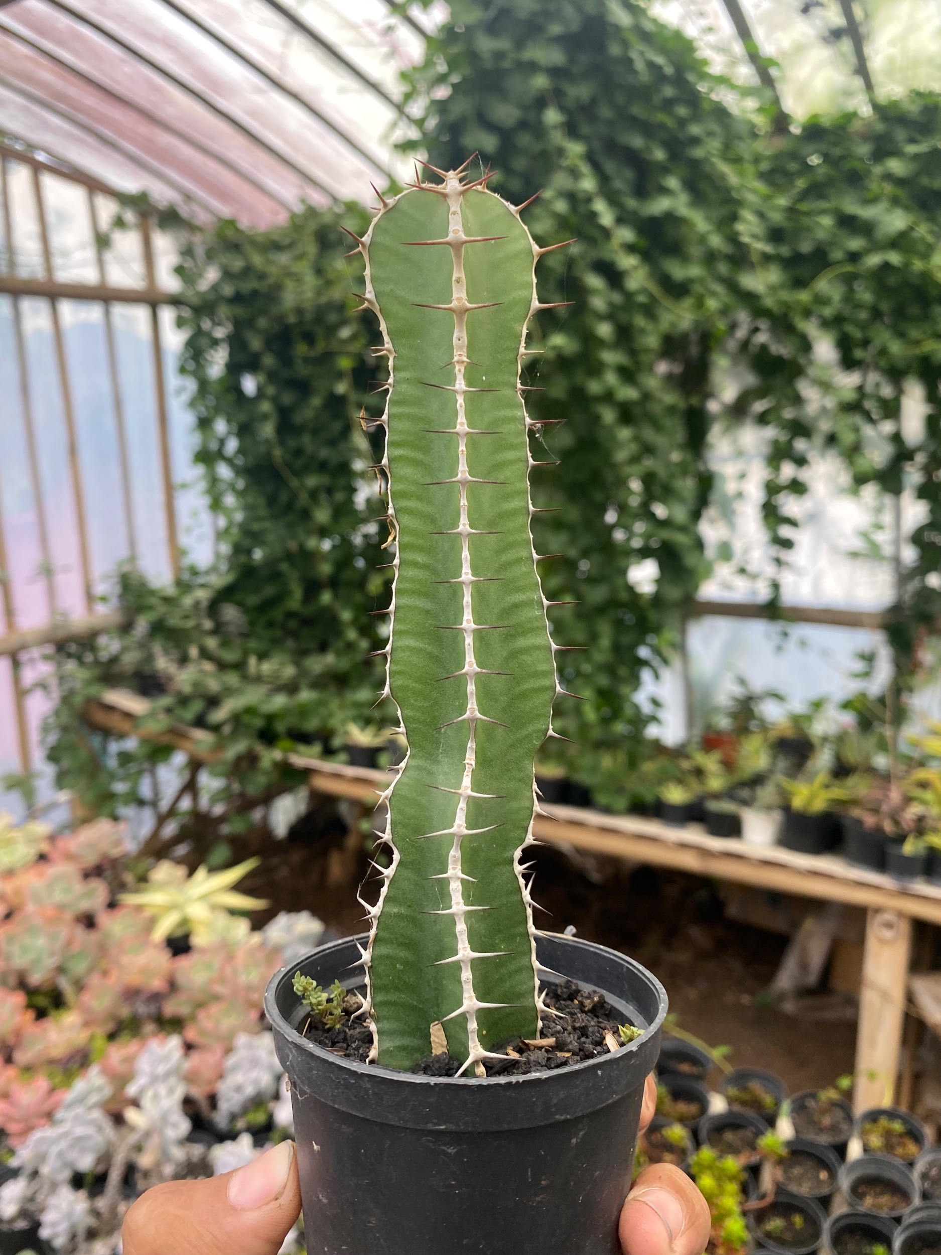 Euphorbia Barnardii, real gallery image #1 plants. Picture taken directly from kaktus.id community Euphorbia farmer green houses.