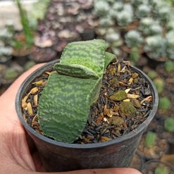 Gasteria Armstrongii, real gallery image #1 plants. Picture taken directly from kaktus.id community Gasteria farmer green houses.