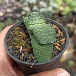 Gasteria Armstrongii, real gallery image #2 plants. Picture taken directly from kaktus.id community Gasteria farmer green houses.