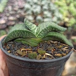 Gasteria Armstrongii, real gallery image #3 plants. Picture taken directly from kaktus.id community Gasteria farmer green houses.