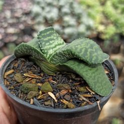 Gasteria Armstrongii, real gallery image #4 plants. Picture taken directly from kaktus.id community Gasteria farmer green houses.
