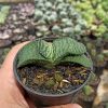 Gasteria Armstrongii, real feature image plant. Picture taken directly from kaktus.id community Gasteria farmer green houses.
