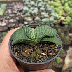 Gasteria Armstrongii, real feature image plant. Picture taken directly from kaktus.id community Gasteria farmer green houses.