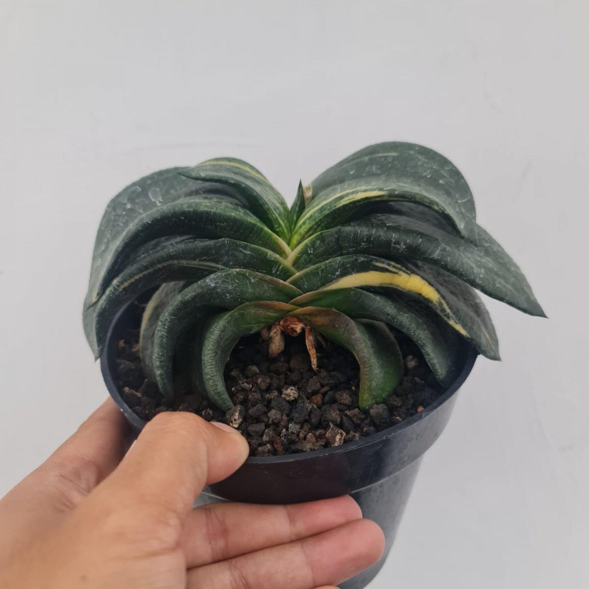 Gasteria Armstrongii Variegated, real feature image plant. Picture taken directly from kaktus.id community Gasteria farmer green houses.