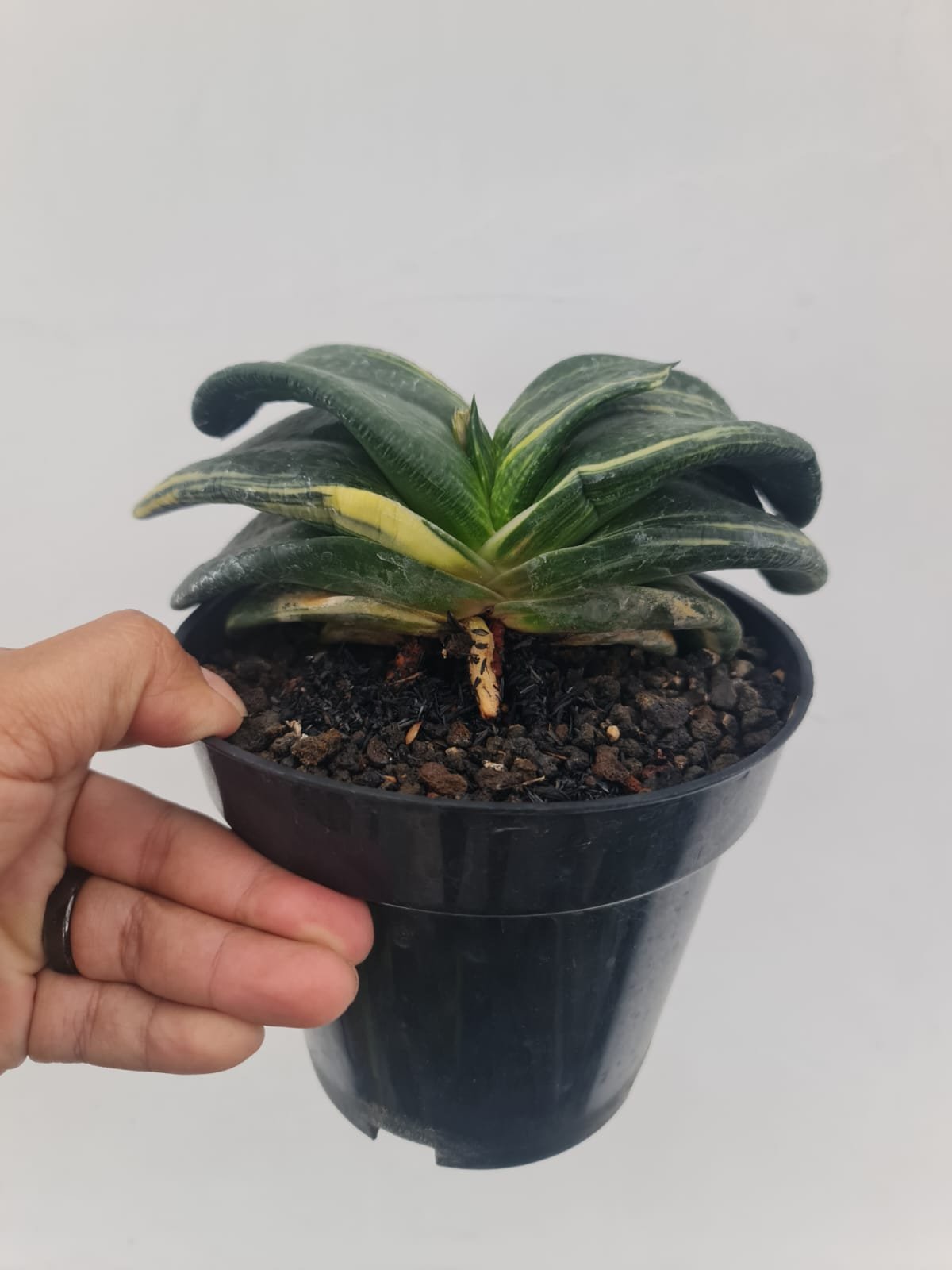Gasteria Armstrongii Variegated, real gallery image #1 plants. Picture taken directly from kaktus.id community Gasteria farmer green houses.