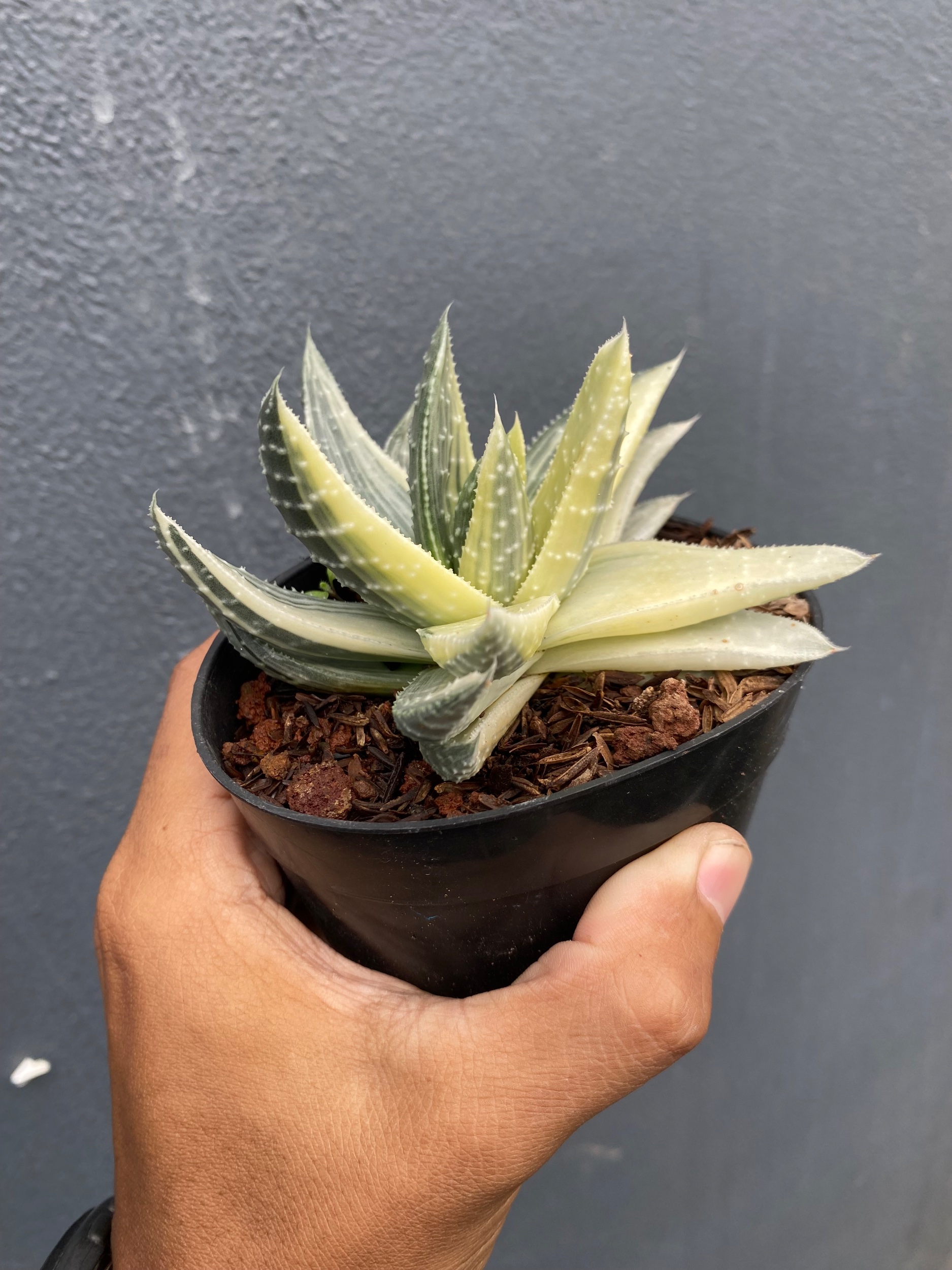 Gasteraloe Beguinii Halfmoon Variegated, real gallery image #1 plants. Picture taken directly from kaktus.id community Gasteraloe farmer green houses.