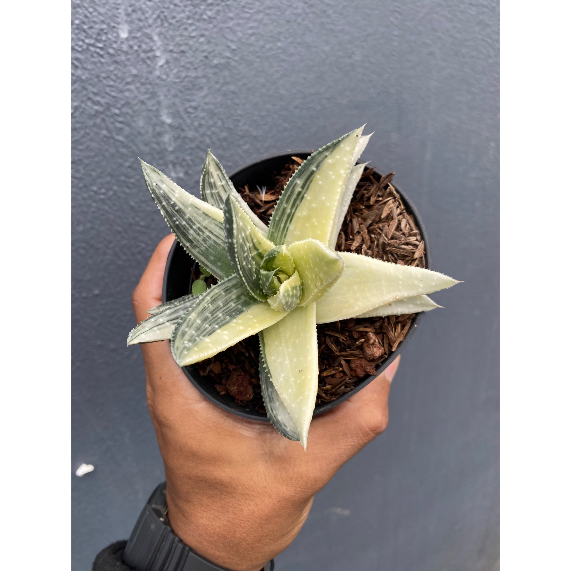 Gasteraloe Beguinii Halfmoon Variegated, real feature image plant. Picture taken directly from kaktus.id community Gasteraloe farmer green houses.