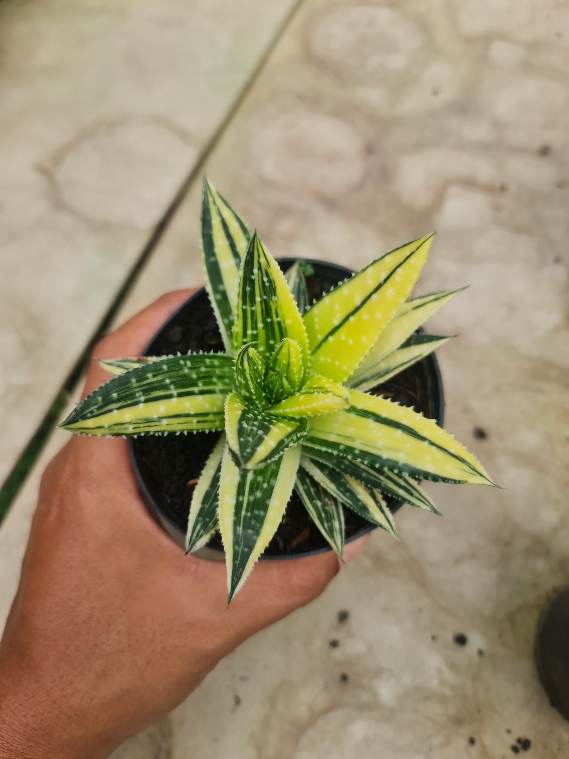 Gasteraloe Beguinii Variegated Yellow, real gallery image #1 plants. Picture taken directly from kaktus.id community Gasteraloe farmer green houses.