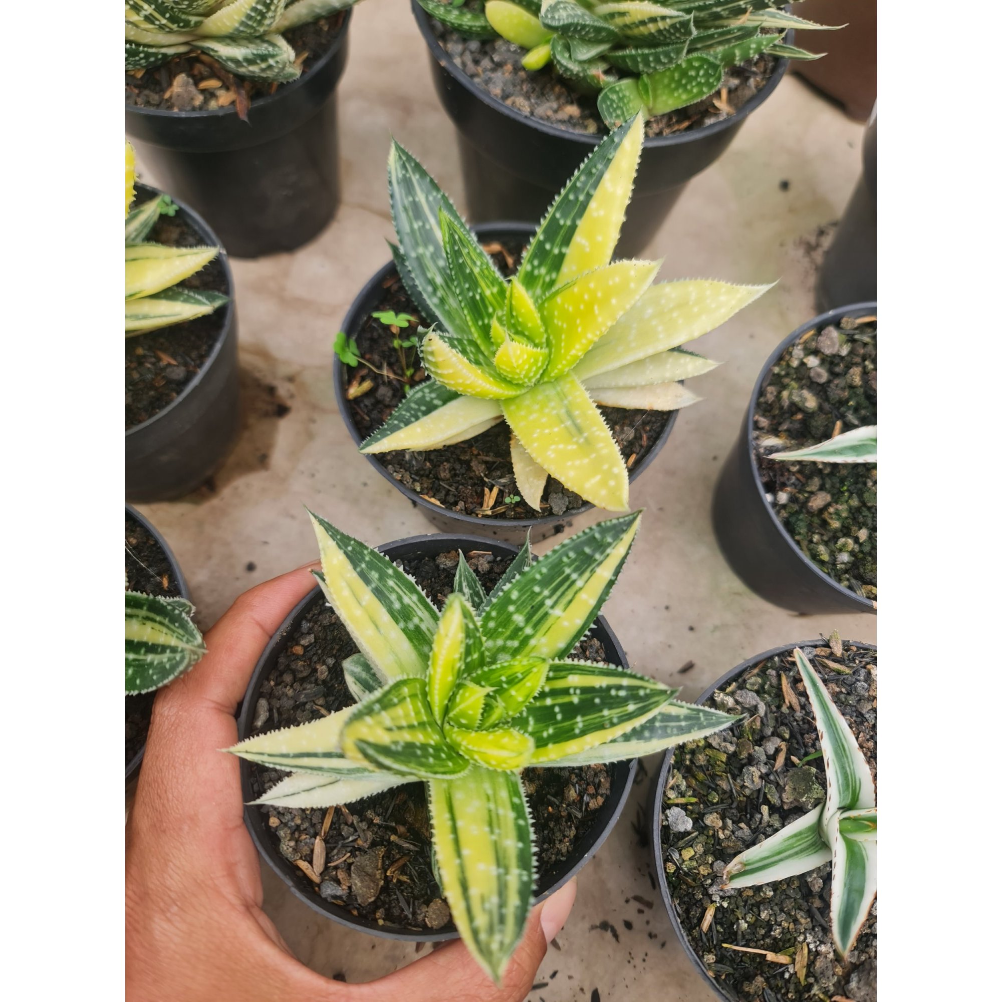 Gasteraloe Beguinii Variegated Yellow, real feature image plant. Picture taken directly from kaktus.id community Gasteraloe farmer green houses.