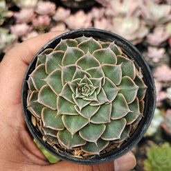 Graptopetalum Bellum, real gallery image #1 plants. Picture taken directly from kaktus.id community Graptopetalum farmer green houses.