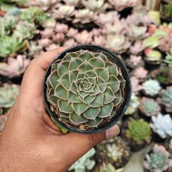 Graptopetalum Bellum, real gallery image #2 plants. Picture taken directly from kaktus.id community Graptopetalum farmer green houses.