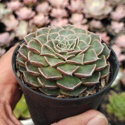 Graptopetalum Bellum, real gallery image #3 plants. Picture taken directly from kaktus.id community Graptopetalum farmer green houses.