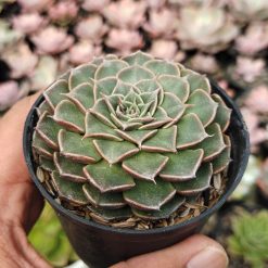 Graptopetalum Bellum, real gallery image #4 plants. Picture taken directly from kaktus.id community Graptopetalum farmer green houses.