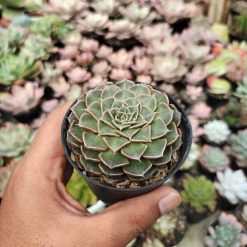 Graptopetalum Bellum, real gallery image #5 plants. Picture taken directly from kaktus.id community Graptopetalum farmer green houses.
