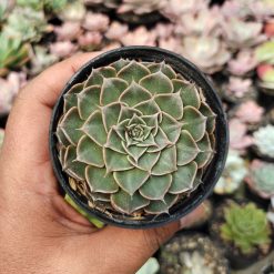 Graptopetalum Bellum, real gallery image #7 plants. Picture taken directly from kaktus.id community Graptopetalum farmer green houses.