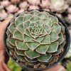 Graptopetalum Bellum, real feature image plant. Picture taken directly from kaktus.id community Graptopetalum farmer green houses.