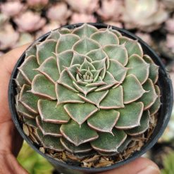 Graptopetalum Bellum, real feature image plant. Picture taken directly from kaktus.id community Graptopetalum farmer green houses.