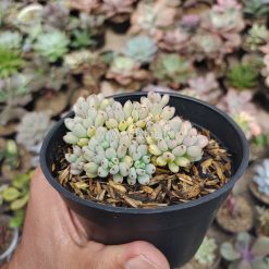 Graptopetalum Pachyphyllum, real gallery image #1 plants. Picture taken directly from kaktus.id community Graptopetalum farmer green houses.