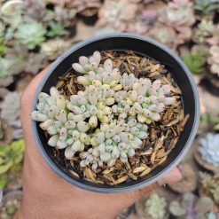 Graptopetalum Pachyphyllum, real gallery image #2 plants. Picture taken directly from kaktus.id community Graptopetalum farmer green houses.