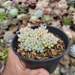 Graptopetalum Pachyphyllum, real gallery image #4 plants. Picture taken directly from kaktus.id community Graptopetalum farmer green houses.