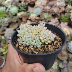 Graptopetalum Pachyphyllum, real gallery image #5 plants. Picture taken directly from kaktus.id community Graptopetalum farmer green houses.