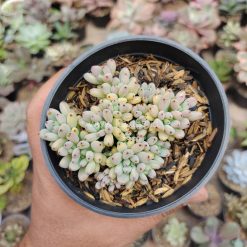 Graptopetalum Pachyphyllum, real gallery image #6 plants. Picture taken directly from kaktus.id community Graptopetalum farmer green houses.