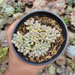 Graptopetalum Pachyphyllum, real gallery image #7 plants. Picture taken directly from kaktus.id community Graptopetalum farmer green houses.