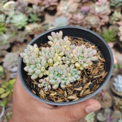 Graptopetalum Pachyphyllum, real feature image plant. Picture taken directly from kaktus.id community Graptopetalum farmer green houses.