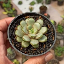 Graptoveria Amethorum, real gallery image #1 plants. Picture taken directly from kaktus.id community Graptoveria farmer green houses.