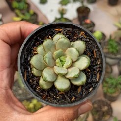 Graptoveria Amethorum, real gallery image #2 plants. Picture taken directly from kaktus.id community Graptoveria farmer green houses.