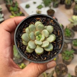 Graptoveria Amethorum, real gallery image #3 plants. Picture taken directly from kaktus.id community Graptoveria farmer green houses.