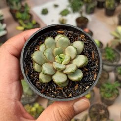 Graptoveria Amethorum, real gallery image #4 plants. Picture taken directly from kaktus.id community Graptoveria farmer green houses.