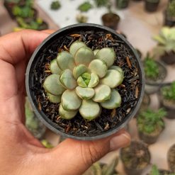 Graptoveria Amethorum, real gallery image #5 plants. Picture taken directly from kaktus.id community Graptoveria farmer green houses.