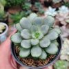 Graptoveria Amethorum, real feature image plant. Picture taken directly from kaktus.id community Graptoveria farmer green houses.