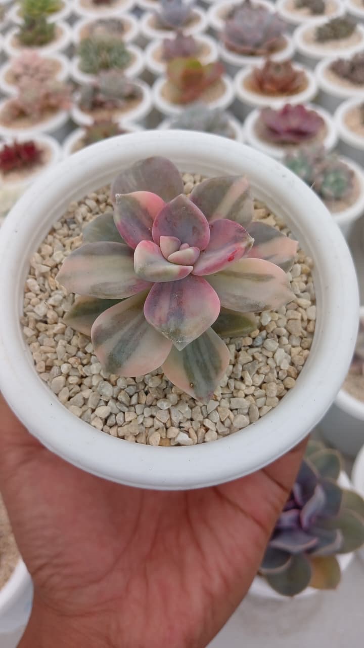 Graptoveria Purple Delight Variegated, real gallery image #1 plants. Picture taken directly from kaktus.id community Graptoveria farmer green houses.