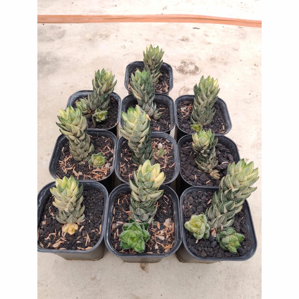 kaktus.id